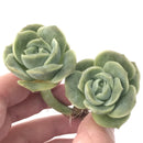 Echeveria 'Lovely Rose' 2"-3" Succulent Plant