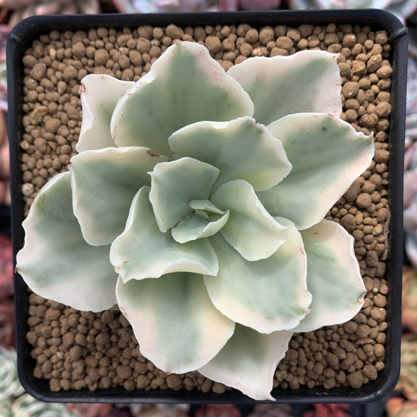 Echeveria 'Japan Moon River' Variegated 3" Succulent Plant