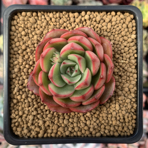 Echeveria 'Thorin' 2" New Hybrid Succulent Plant