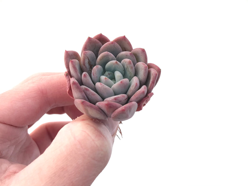 Echeveria 'Ewha' 2" Succulent Plant