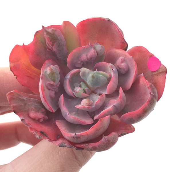 Echeveria 'Beyonce' Hearts Delight Variegated 3" Rare Succulent Plant