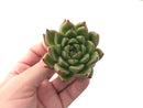 Echeveria 'Agavoides' X 'Zaragoza' 2"-3" Succulent Plant