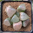 Haworthia Comptoniana 'Crystal' 3"-4" Wide Leaf Succulent Plant