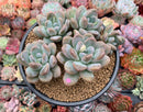 Pachyphytum 'Mureleri' 5" Cluster New Hybrid Succulent Plant