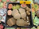 Collection of Lithops 2" (x11 Lithops)