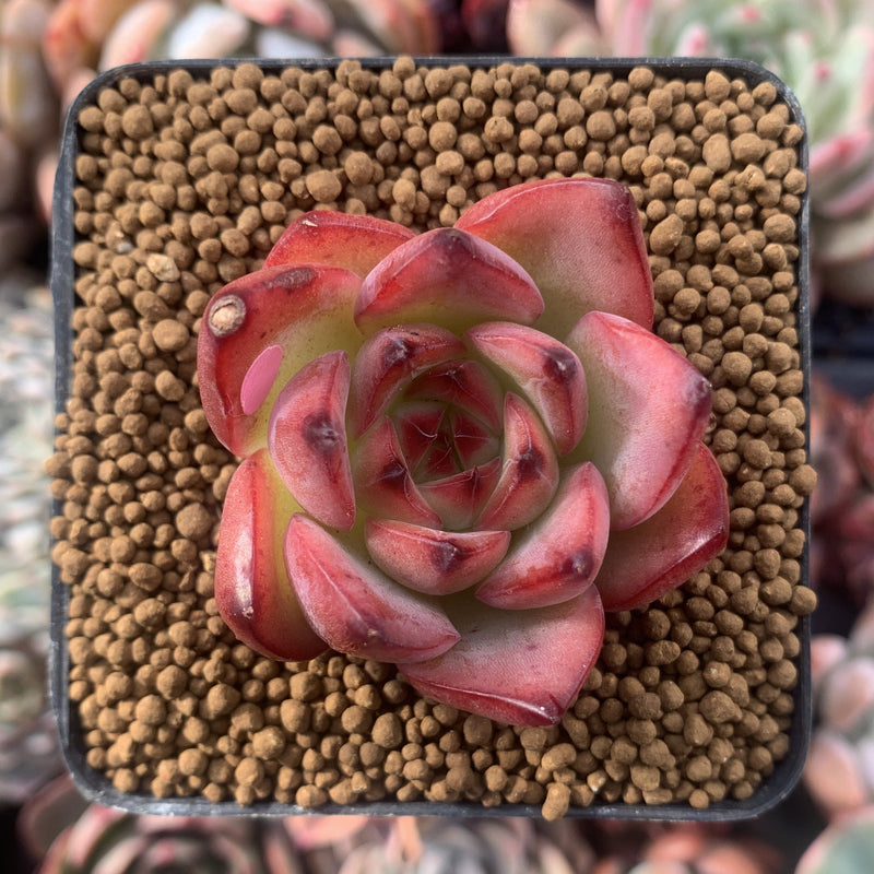 Echeveria Agavoides 'Fire Pillar' 1"-2" Succulent Plant