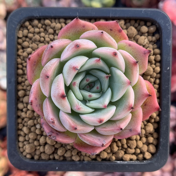 Echeveria sp. 3" Succulent Plant