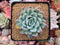 Echeveria 'Lemon Berry' Mutated/Variegated 3"-4" Succulent Plant