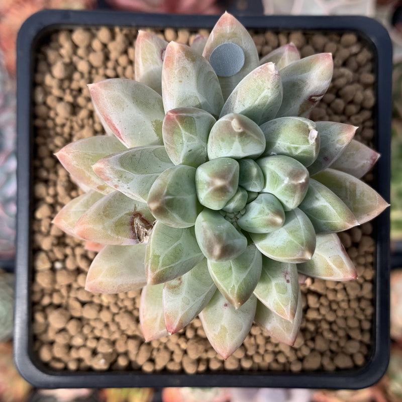 Pachyphytum Compactum 'Glaucum' 3" Succulent Plant