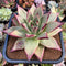 Echeveria Agavoides Superclone 5" Succulent Plant