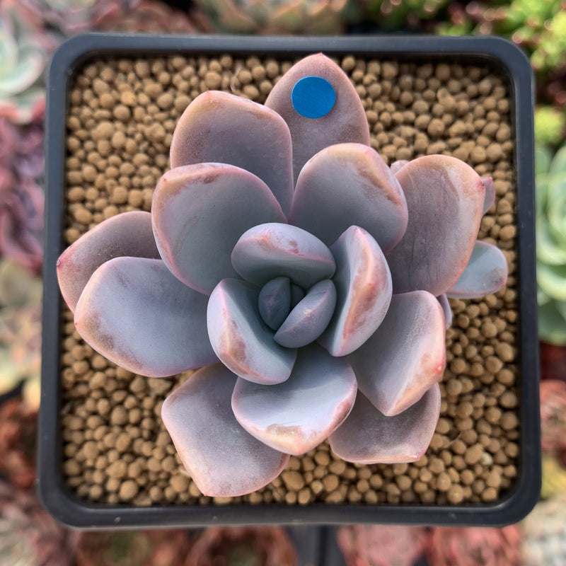 Echeveria 'Amethystinum' x 'Cante' 2"-3" New Hybrid Succulent Plant