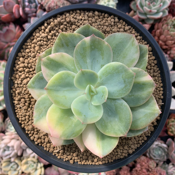 Echeveria 'Hakuhou' Variegated 5" Succulent Plant