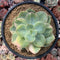 Echeveria 'Hakuhou' Variegated 5" Succulent Plant