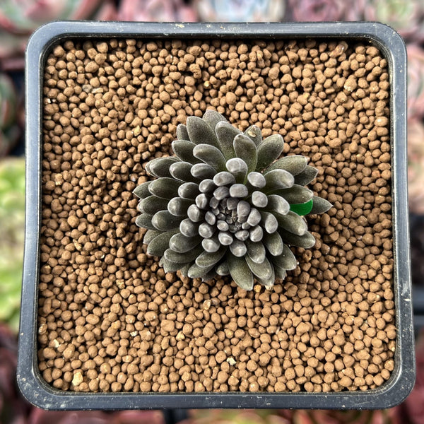 Sinocrassula Yunnanensis 1" Succulent Plant