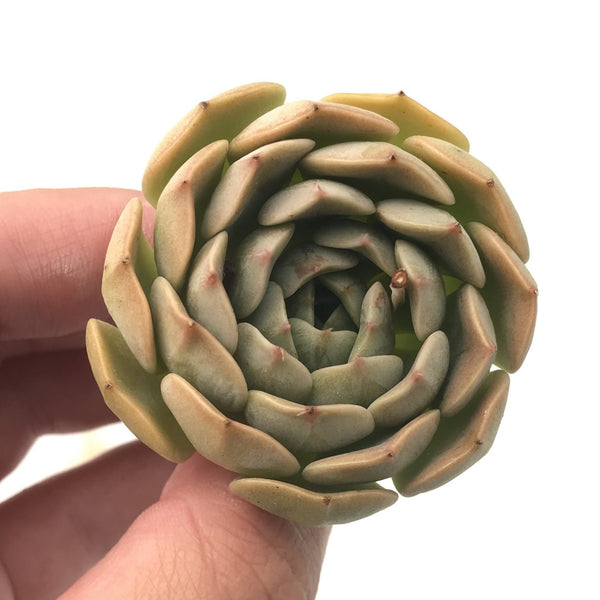 Echeveria 'Maroon Hill' 1"-2" Rare Succulent Plant