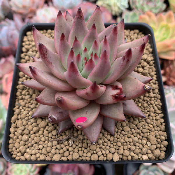 Echeveria Agavoides 'Sirus' 4" Succulent Plant