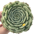 Echeveria 'Southern Bell' 4" Large Succulent Plant