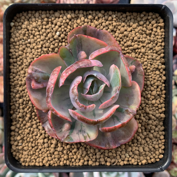 Echeveria 'Beyonce' Hearts Delight Variegated 4” Succulent Plant