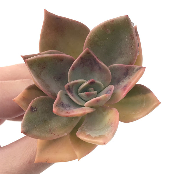 Graptopetalum 'Bainesii' Variegated 2"-3" Succulent Plant