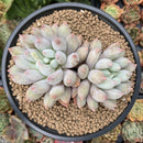 Pachyveria Venus Cluster 4” Succulent Plant