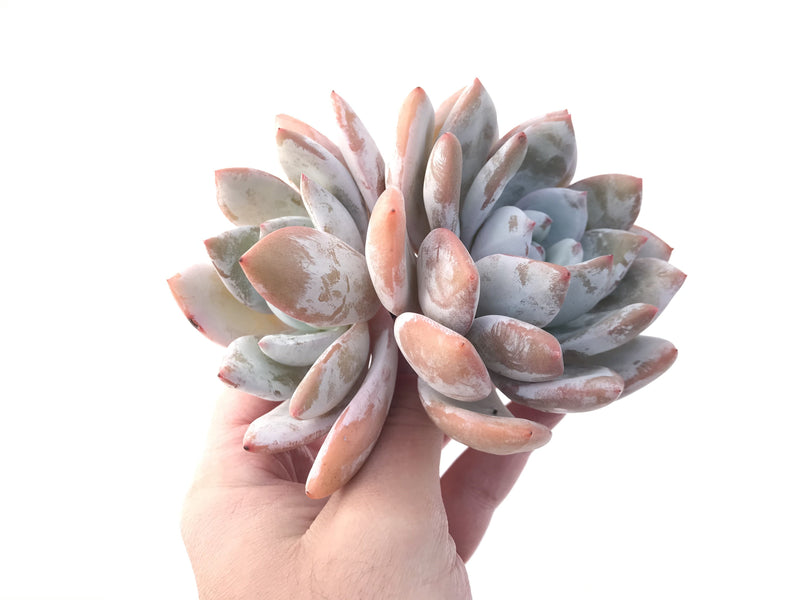 Echeveria 'Ivory' 5" Cluster Large Powdery Succulent Plant