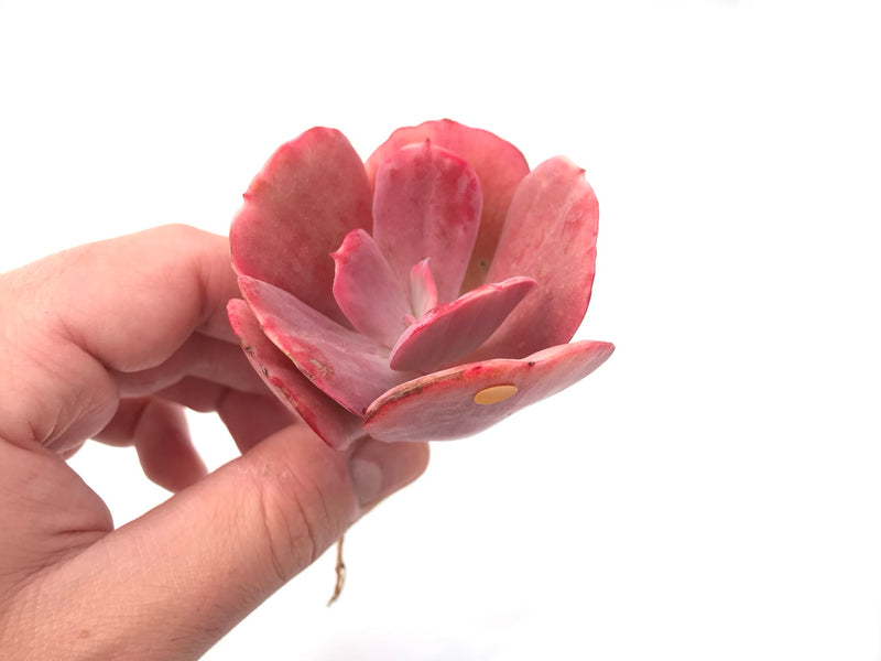 Echeveria ‘Dream and Phantasm’ 3” Rare Succulent Plant