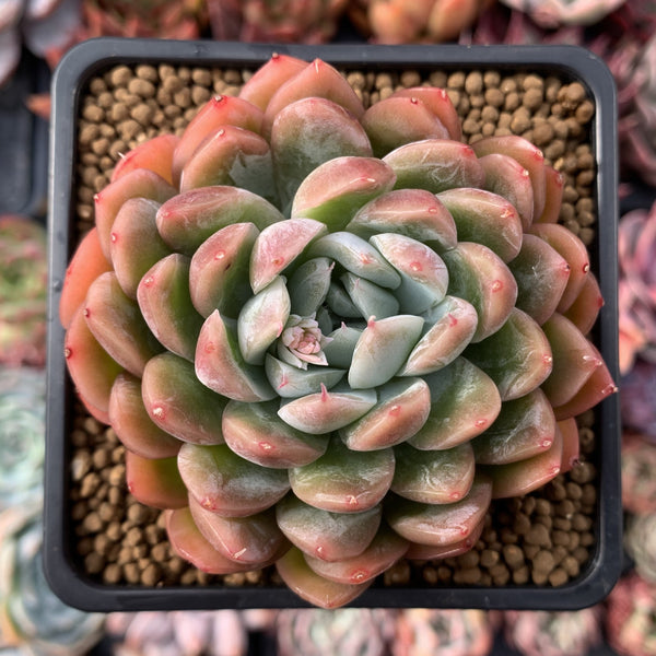 Echeveria sp. 3" Succulent Plant