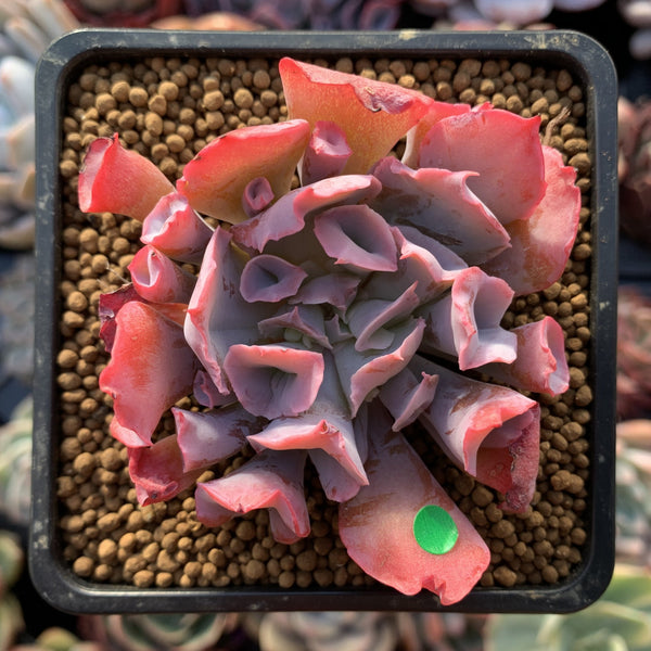 Echeveria 'Trumpet Pinky' 2"-3" Succulent Plant