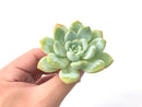 Echeveria 'Chloe' 3" Powdery Succulent Plant