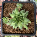 Sempervivum Trumpet Mutation 1" Succulent Plant