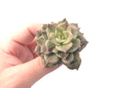 Echeveria 'Silver Prince’ Variegated 2"-3” Rare Succulent Plant