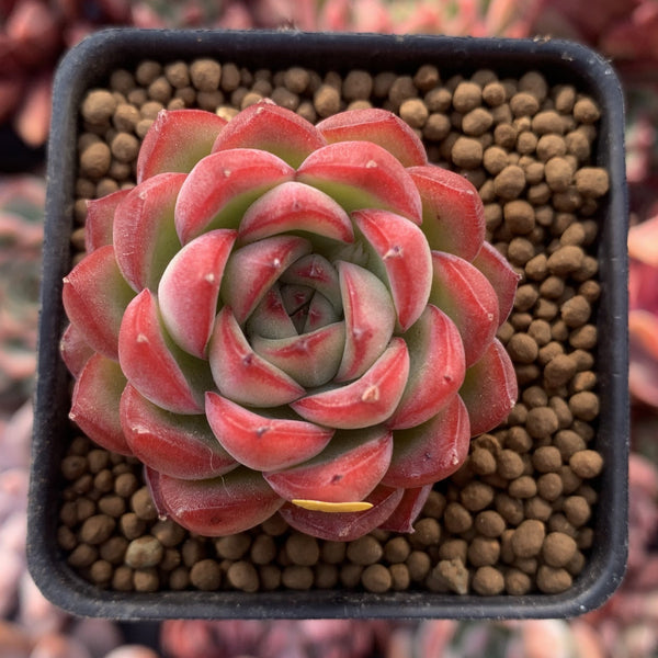 Echeveria Agavoides 'Pokeball' 1"-2" New Hybrid Succulent Plant