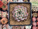 Echeveria sp 2" Powdery Succulent Plant