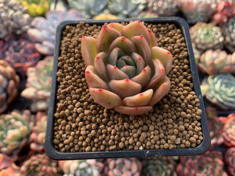 Echeveria Agavoides 'Timmo' 1" Succulent Plant