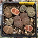 Collection of Lithops 2" (x9 Lithops)