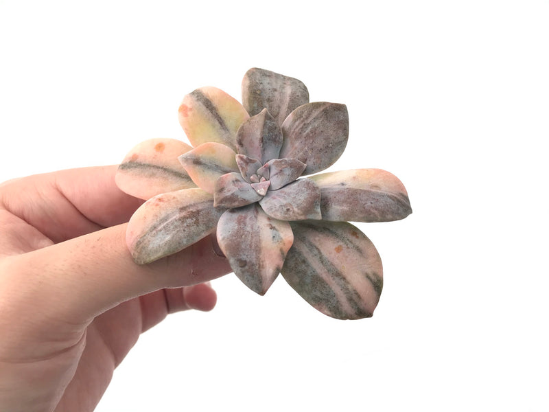 Quetzalcoatlia 'Pentandra Superba' Variegated 3" Succulent Plant (Formerly Graptopetalum 'Pentandrum Superbum' Variegated)