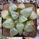 Haworthia 'E Pang Gong' 3"-4" Succulent Plant