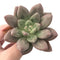 Echeveria 'Valentine' 2"-3" Rare Succulent Plant