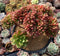 Cremneria 'Chubbs' Crested (Cremnophila linguifolia x Echeveria setosa var. ciliata) 5" Succulent Plant