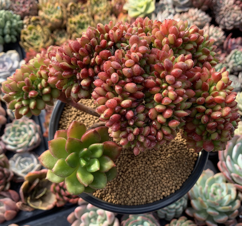 Cremneria 'Chubbs' Crested (Cremnophila linguifolia x Echeveria setosa var. ciliata) 5" Succulent Plant