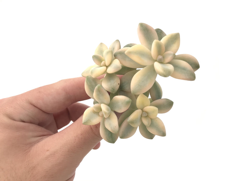 Graptoveria 'Titubans' Variegated Cluster 3" Succulent Plant