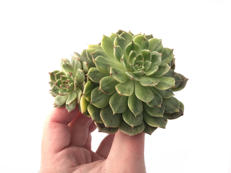 Echeveria 'Olivia' Variegated 4" Succulent Plant