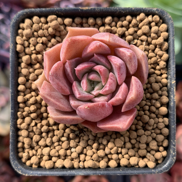 Echeveria 'Escar' 1" Small New Hybrid Succulent Plant