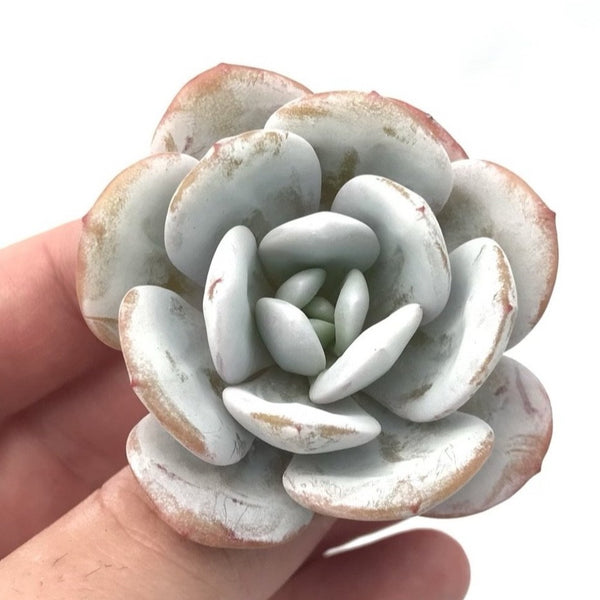 Echeveria 'Laui' 1"-2" Succulent Plant