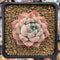 Echeveria 'Colby' 2" Succulent Plant