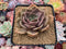 Echeveria 'Bane' 3"-4" Succulent Plant