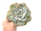 Echeveria 'Cream Tea' 4" Powdery Large Succulent Plant