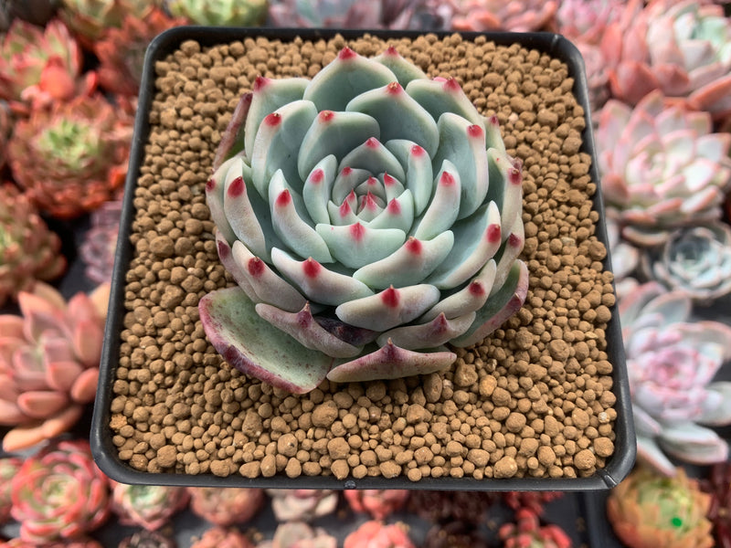 Echeveria 'Chihuahuaensis' 3"-4" Succulent Plant