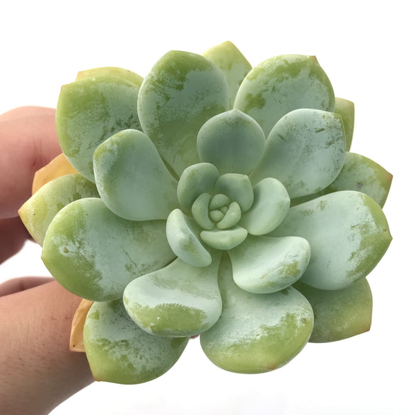 Echeveria 'Chloe' 3" Succulent Plant