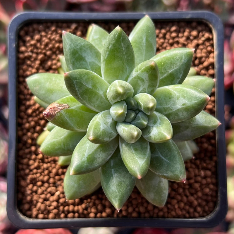 Pachyphytum Compactum 'Glaucum' 2" Succulent Plant